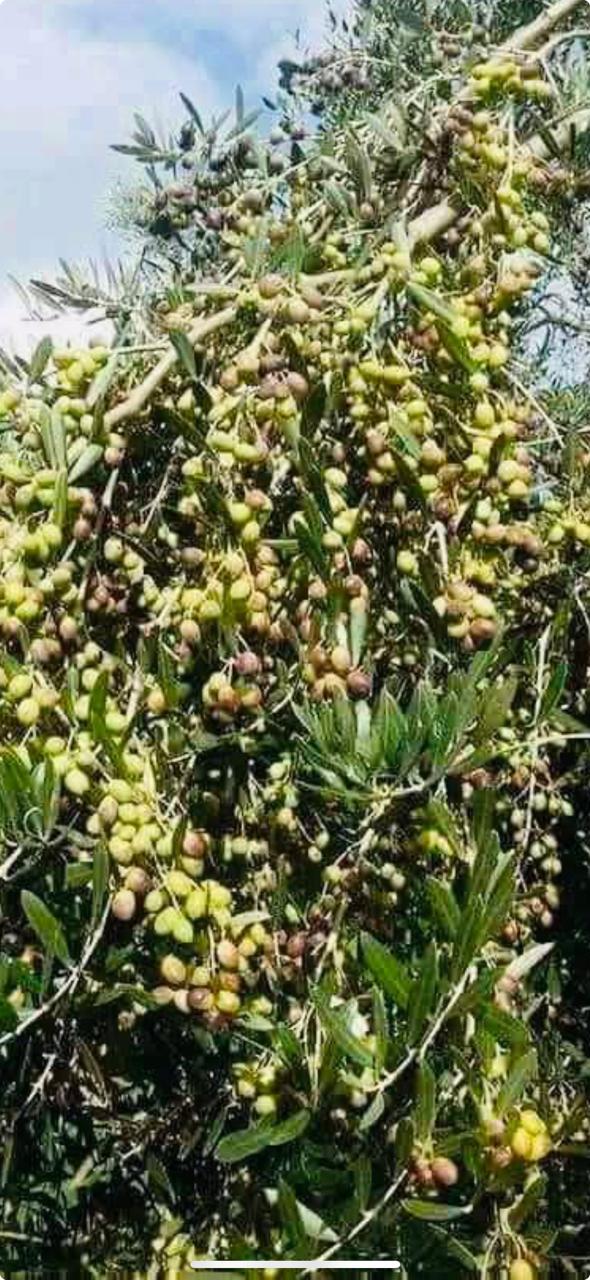 Tunisian olive tree with olives